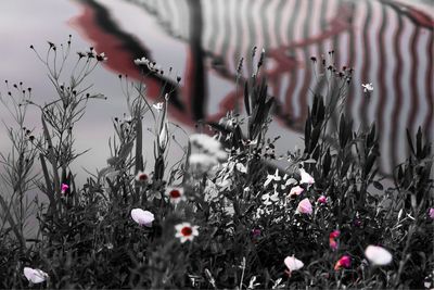 Close-up of plants in winter