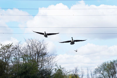 Low angle view of birds flying in sky