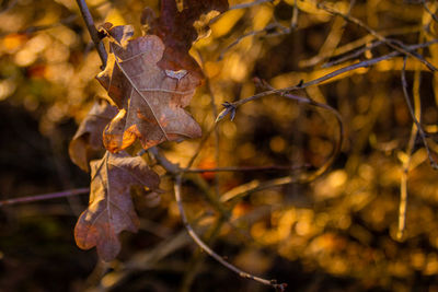Close-up of dry leaves on tree