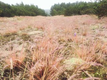 Plants growing on field