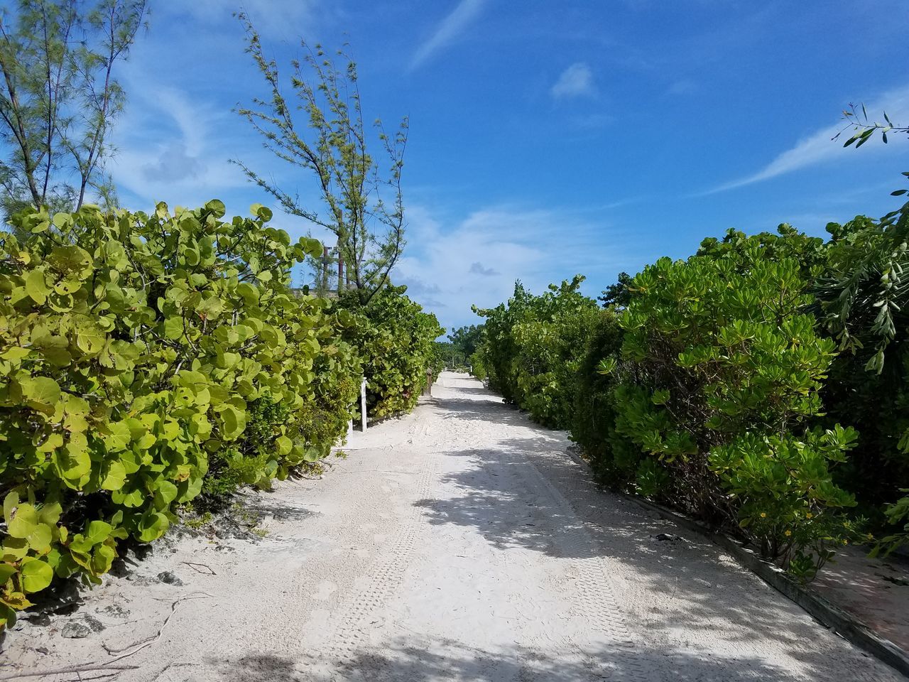 FOOTPATH AMIDST PLANTS AGAINST SKY