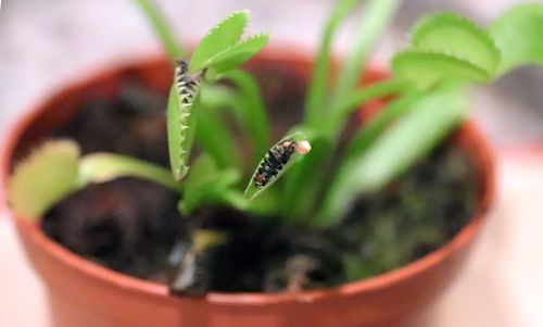 Close-up of insect on potted plant