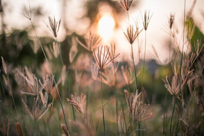 Close-up of wheat field