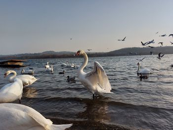 Seagulls flying over lake against sky