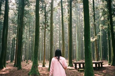 Trees in forest