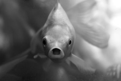 Close-up of fish swimming in aquarium