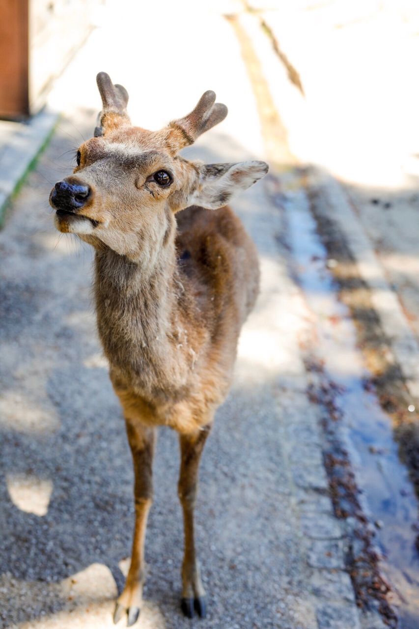 one animal, animal themes, deer, animals in the wild, focus on foreground, animal wildlife, day, standing, no people, outdoors, mammal, portrait, close-up, nature