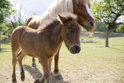 Portrait of a horse