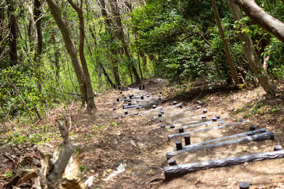 Scenic view of forest