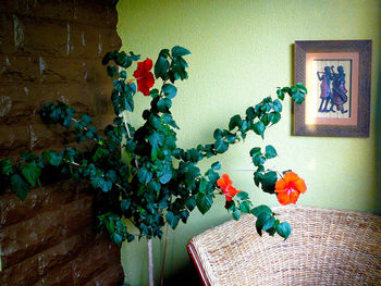 Flowering plant on wall