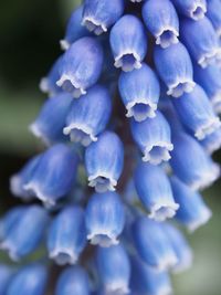 Close-up of purple hydrangea flowers