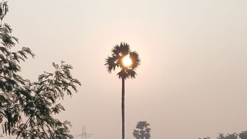 Low angle view of silhouette palm trees against clear sky