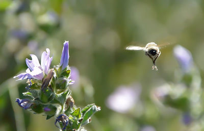 Close-up of bee on flower