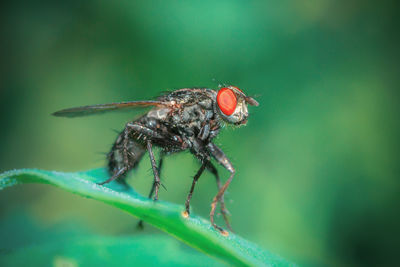 Close-up of insect