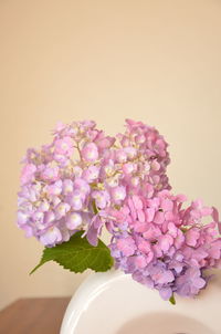 Close-up of pink flowers in vase