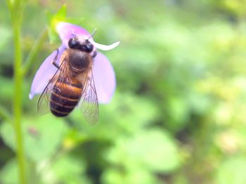 Close-up of bee pollinating flower