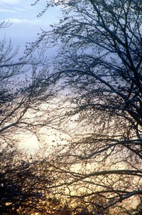 Low angle view of bare trees against sky