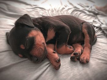 High angle view of puppy sleeping on bed at home