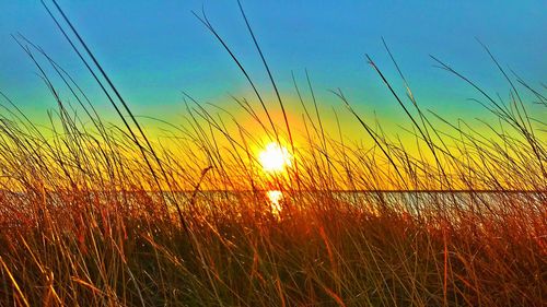 Close-up of grass on field against sky during sunset