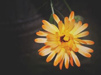 Close-up of yellow flower