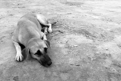 High angle view of dog lying on land
