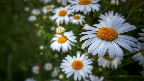 Close-up of white daisy flowers