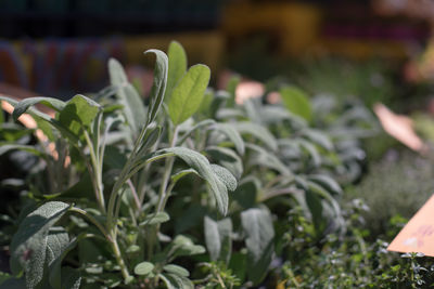 Close-up of plant in greenhouse