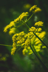 Close-up of yellow flowering plant