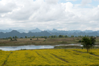 Scenic view of agricultural field against sky