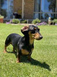 Black dog looking away on land