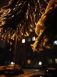 Close-up of illuminated tree against sky at night