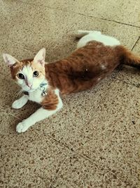 High angle portrait of cat relaxing on floor