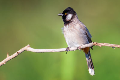 Close-up of bird perching on branch