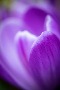 Close-up of purple crocus flower