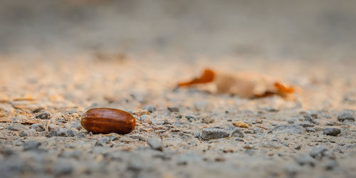 Acorn on a path and forest soil close-up