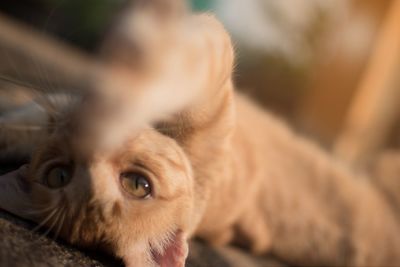 Close-up of a dog