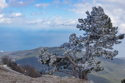 Pine tree by sea against sky during winter