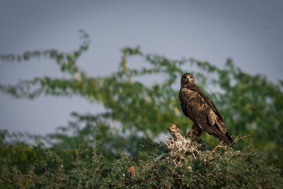 Bird perching on a tree