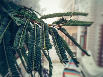 Low angle view of tree against building