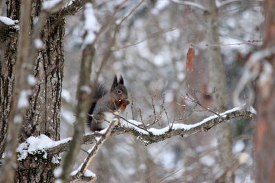 Close-up of squirrel on snow on tree during winter