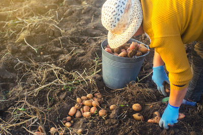 A farmer woman collects dug up potatoes in a bucket. work in the farm field. harvesting campaign