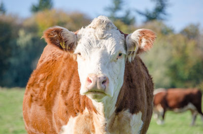 Portrait of cow on field