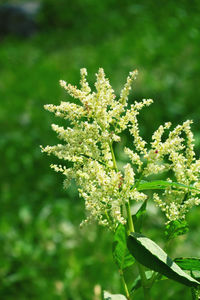 Close-up of flowering plant