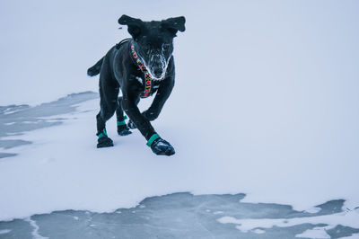 Low section of person with dog on snowcapped mountain