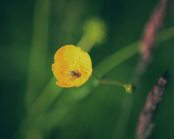 Close-up of yellow flower