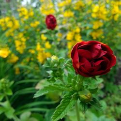 Close-up of red flowers