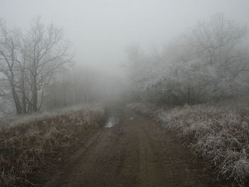 Road amidst trees against sky during foggy weather