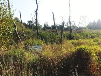 Scenic view of forest against sky