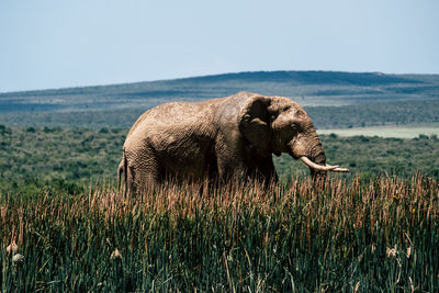 Elephant in a field