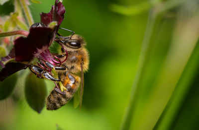 Close-up of bee pollinating on flower